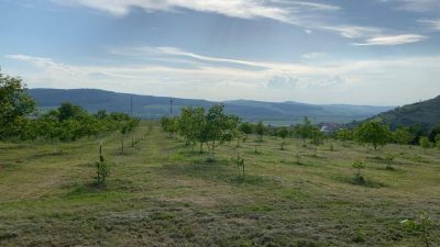 Livada de nuci bio din România, județul Alba – cultivare naturală fără pesticide