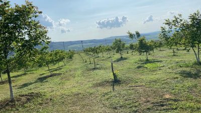 Livada de nuci bio din România, județul Alba – cultivare naturală fără pesticide