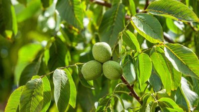 Nuc din livadă ecologică – Recoltă naturală fără pesticide